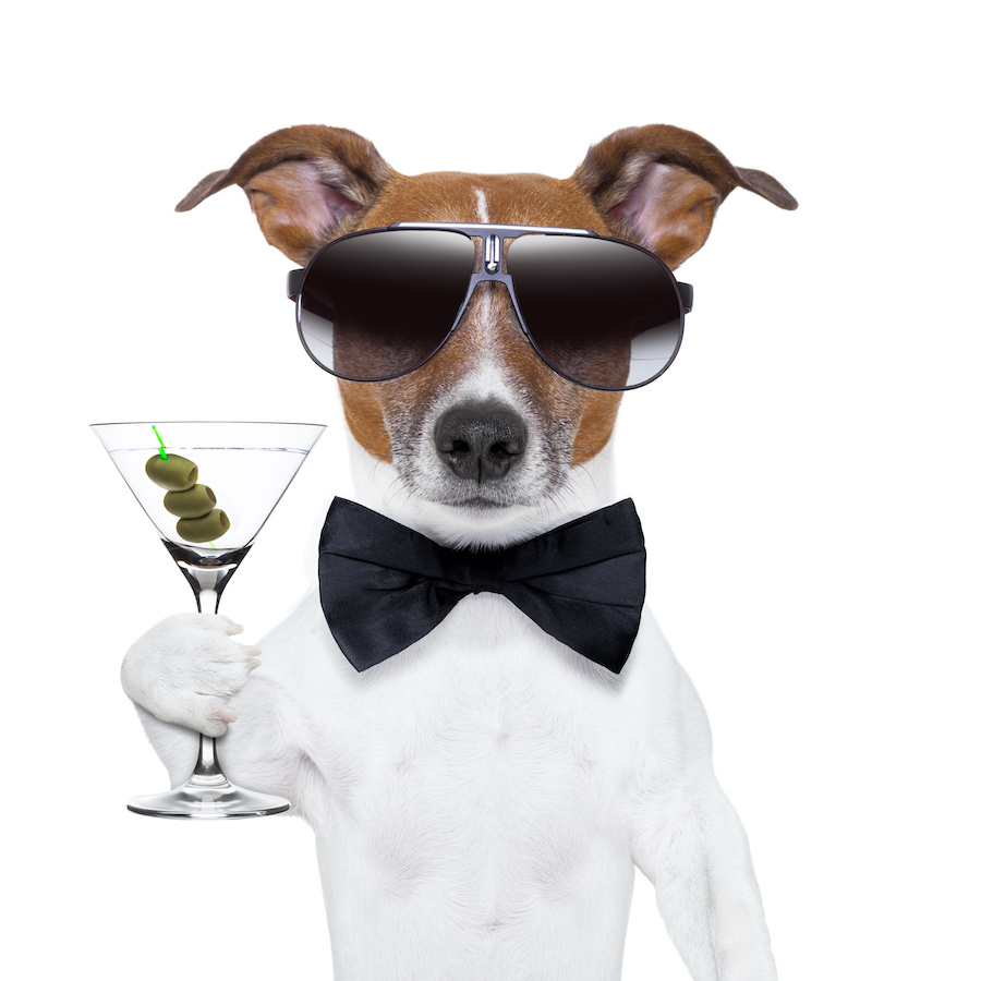 A dog (terrier) holds a martini (alcoholism) while wearing sunglasses and a black bow tie