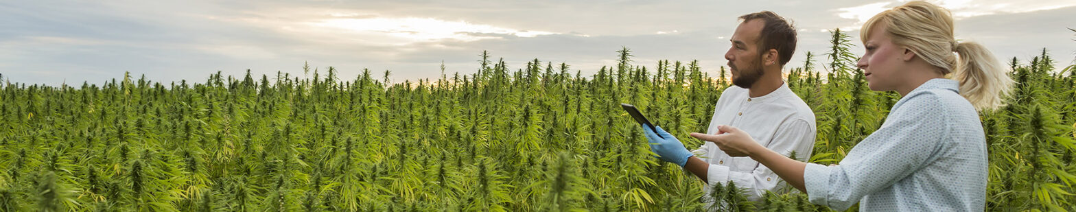 cannabis field