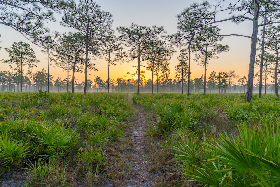 A Central Florida landscape