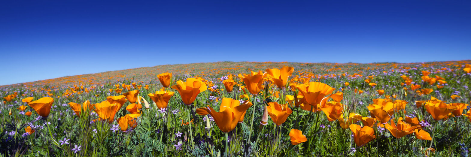 A field of California poppies