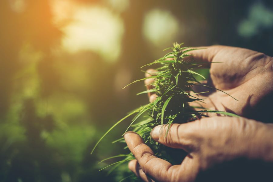 Two hands cupping a cannabis plant