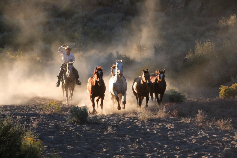 A cowboy prepares to rope some horses