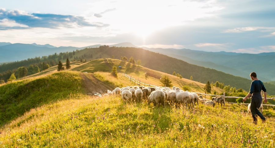 A shepherd tends to his sheep on a hill