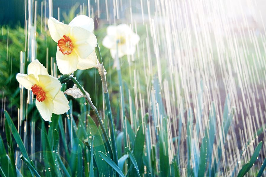 Watering white yellow daffodils, spring sunshine and waterdrops