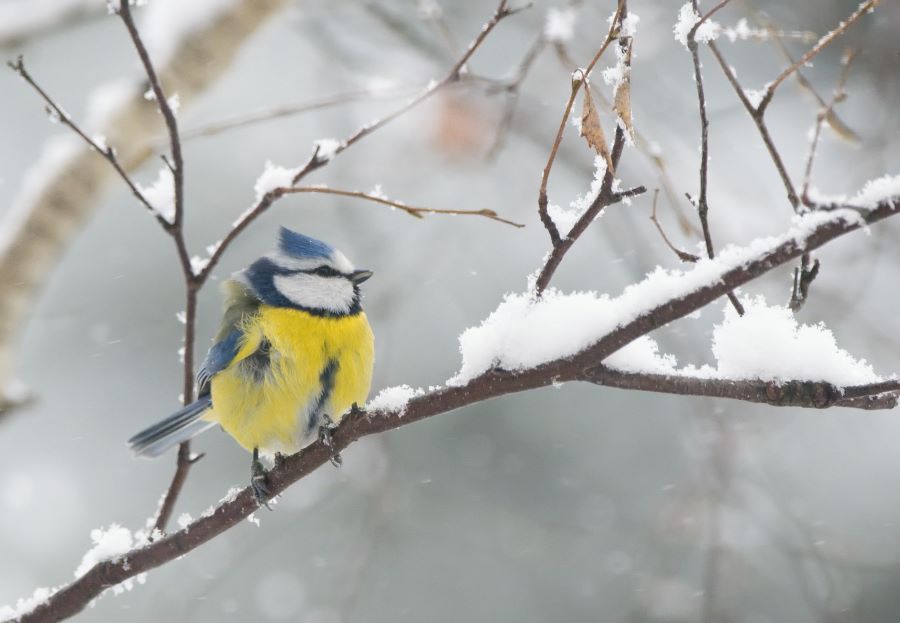 Winter scenery with blue tit bird sitting on a snowy branch